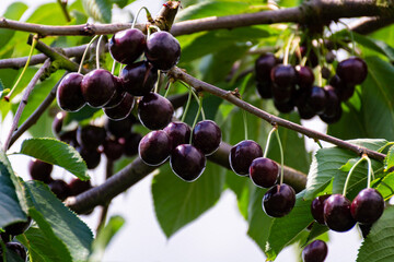 Big dark ripe cherries on cherry trees plantation in Netherland
