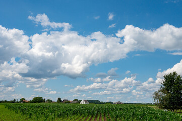 Dutch green landscape in summer in fruit region Betuwe, Gelderland