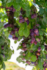 Fototapeta na wymiar Plum tree with ripe purple fruits ready to harvest