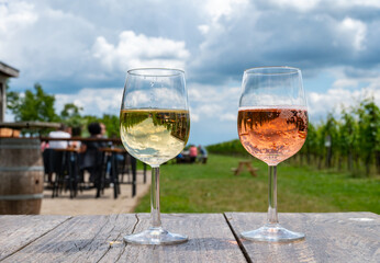 Tasting of Dutch rose and dry white wine on vineyard in summer