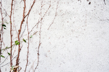 White wall with plants growing background