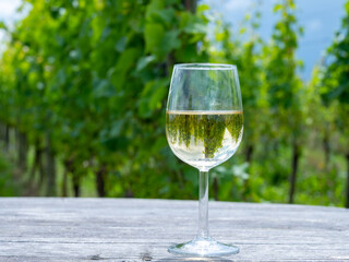 Tasting of Dutch dry white wine on vineyard in summer