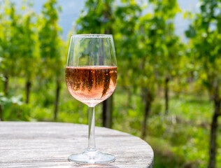 Tasting of Dutch rose wine on vineyard in summer