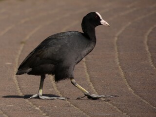 Eurasian coot (Fulica atra)  - black water bird  white frontal shield -  walking on the pavement, Gdansk, Poland