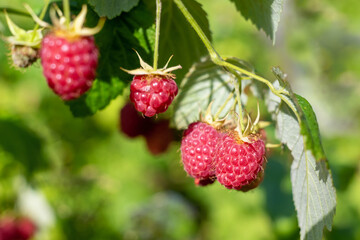 A bunch of fresh raspberries in the garden.