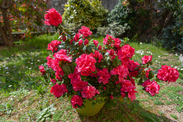 Vase with magnificent red azalea flowers. Image dedicated to floriculture and gardening
