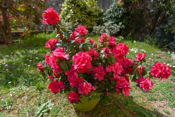 Fototapeten Azalee Vase with magnificent red azalea flowers. Image dedicated to floriculture and gardening  © Gianluca