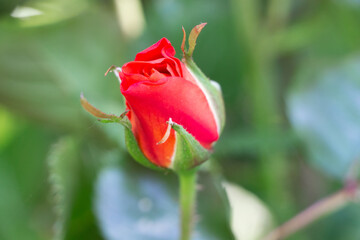 Red rose in a garden during spring