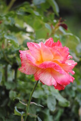 rose in garden