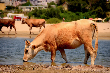 cows drinking water by the lake, cows on the beach
