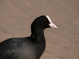Portrait of eurasian coot (Fulica atra)  - black water bird  with white frontal shield and red eyes, Gdansk, Poland