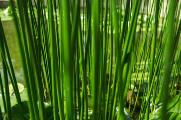 Sedge as a background, grows in the water of a small river. Close up photo. Beautiful green color.