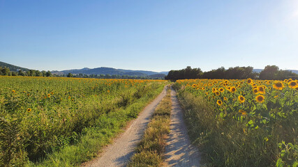Typical Italian country lane between the sunflowers fields.