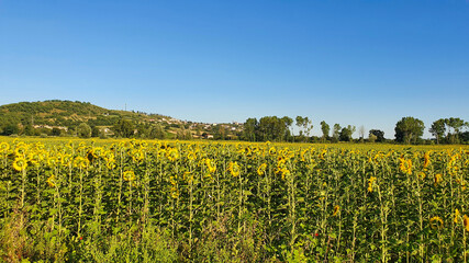 View of the fields during the summer period in Umbria, a region  of the central Italy known as 