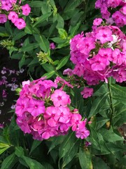 pink hydrangea flowers