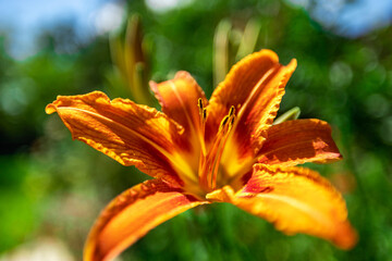 Obraz premium Orange daylily on nature, close-up
