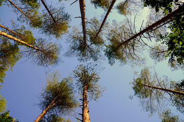 tall trees in the forest