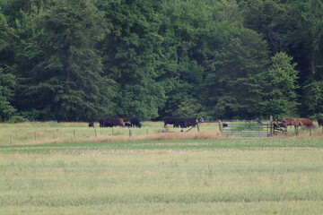 Cows in the field