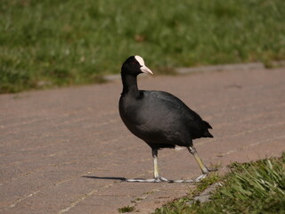 Eurasian coot (Fulica atra)  - black water bird  with white frontal shield -  walking on the...