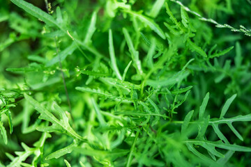 Fototapeta na wymiar arugula background texture, the growing plants. Fresh Rocket salad organic