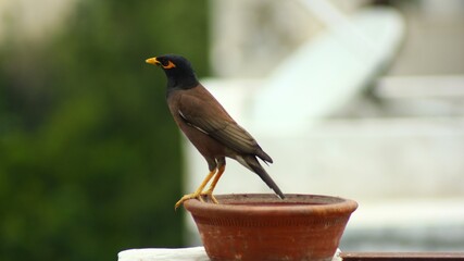 bird on a mud pot