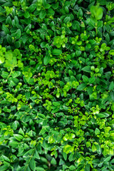 Fototapeta na wymiar Boxwood green as a background, close-up