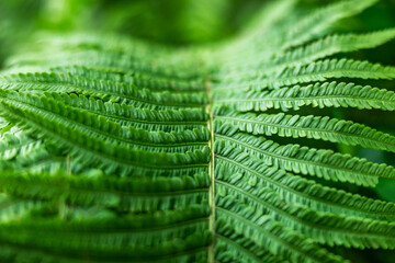 Fern in the forest as a background. Flower plants outdoors. Beautiful green color.