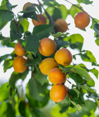 ripe apricots hang on a branch with leaves