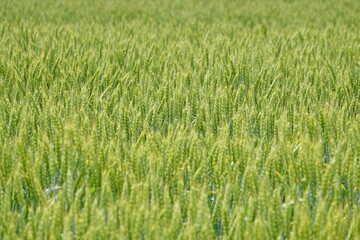beautiful coutriside backgroud. Green wheat field texture