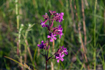 Fototapeta premium purple flowers in the field