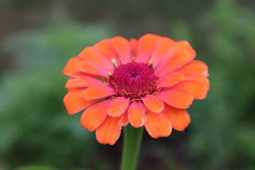 Orange flower, flower
