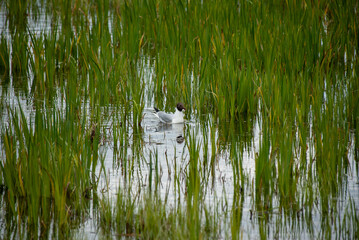 seagull in the water