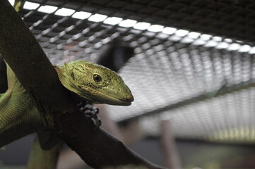 Green reptile's face