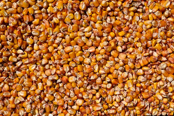 Natural background from corn seeds. A lot of corn kernels.