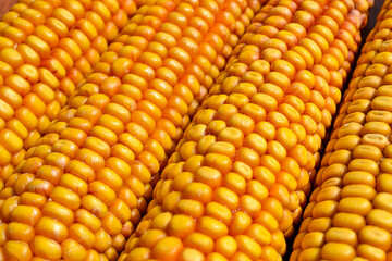 Yellow heads of corn. Corn on the cob.