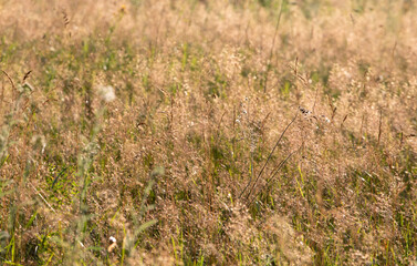 field spikelets in the meadow floral background, horizontal format. Use in medical infographics.