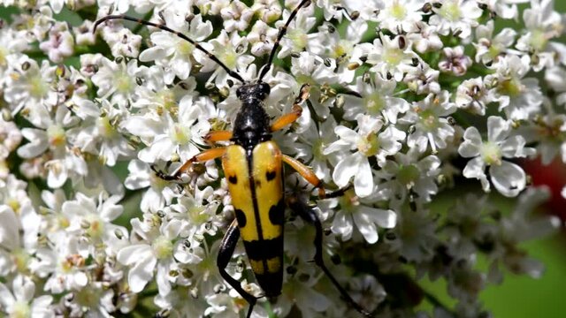 Close Up movie Spotted Longhorn Beetle on a leaf. His Latin name is Rutpela maculata.