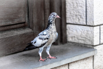 Wild dove next to a house entrance. Rare strange black and white collared dove next to a door.
