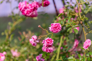 Pink Roses in the Garden of the House