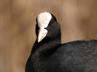 Portrait of eurasian coot (Fulica atra)  - black water bird  with white frontal shield and red eyes