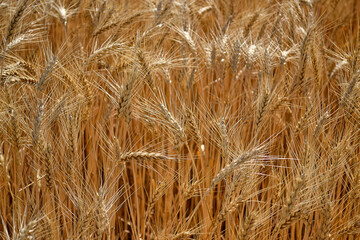 Wheat, barley, cereal field. Field with spikelets. Natural background.