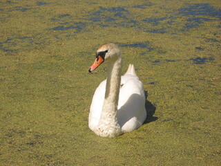 Mute swan (Cygnus olor) swimming in the pond covered in duckweed, Gdansk, Poland