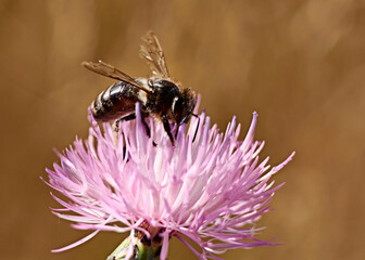Bee on pink flower eating pollen