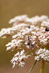 Insect eating pollen on white flowers