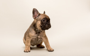 French Bulldog puppy. Cute little puppy.