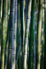 Close up of bamboo vines