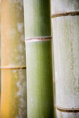 Bamboo close up