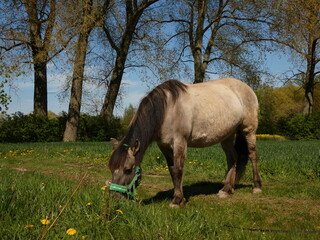 Konik, Polish primitive horse grazing on field with grass and dandelions, Sobieszewo Island, Poland © Slawina