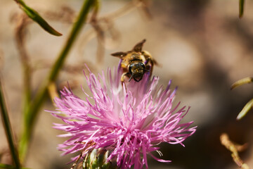 Bee on pink flower eating pollen