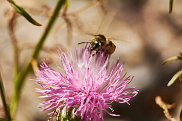 Bee on pink flower eating pollen